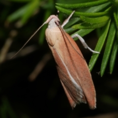 Eochrois dejunctella at WendyM's farm at Freshwater Ck. - 30 Dec 2022 10:37 PM