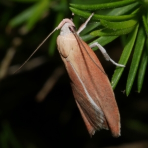 Eochrois dejunctella at WendyM's farm at Freshwater Ck. - 30 Dec 2022