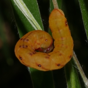 Capusa senilis at WendyM's farm at Freshwater Ck. - 30 Dec 2022