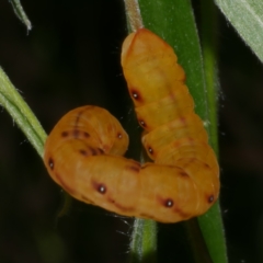 Capusa senilis at WendyM's farm at Freshwater Ck. - 30 Dec 2022