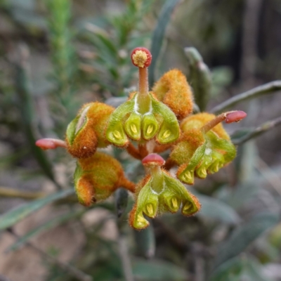 Grevillea floribunda at Cowra, NSW - 24 Jun 2024 by RobG1