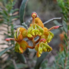 Grevillea floribunda at Conimbla National Park - suppressed