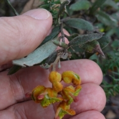 Grevillea floribunda at Conimbla National Park - suppressed