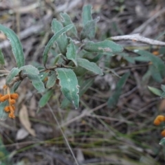 Grevillea floribunda at Conimbla National Park - suppressed