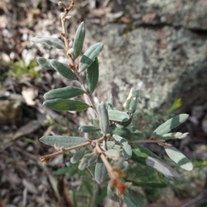 Grevillea floribunda at Conimbla National Park - 24 Jun 2024