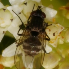 Unidentified Other true fly at WendyM's farm at Freshwater Ck. - 30 Dec 2022 by WendyEM