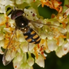 Melangyna viridiceps (Hover fly) at WendyM's farm at Freshwater Ck. - 30 Dec 2022 by WendyEM