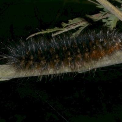 Anthela nicothoe (Urticating Anthelid) at Freshwater Creek, VIC - 16 Dec 2022 by WendyEM