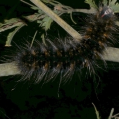 Anthela nicothoe at WendyM's farm at Freshwater Ck. - 16 Dec 2022 10:05 PM