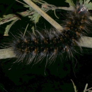 Anthela nicothoe at WendyM's farm at Freshwater Ck. - 16 Dec 2022 10:05 PM