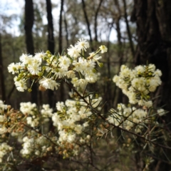 Acacia genistifolia (Early Wattle) at Cowra, NSW - 24 Jun 2024 by RobG1