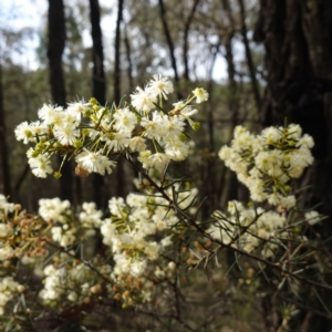 Acacia genistifolia at Conimbla National Park - 24 Jun 2024