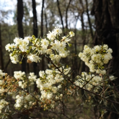 Acacia buxifolia subsp. buxifolia at Cowra, NSW - 24 Jun 2024 by RobG1