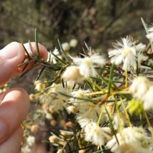 Acacia genistifolia at Conimbla National Park - 24 Jun 2024