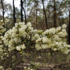 Acacia genistifolia at Conimbla National Park - suppressed