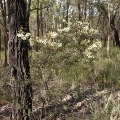 Acacia genistifolia at Conimbla National Park - 24 Jun 2024