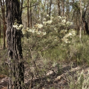 Acacia genistifolia at Conimbla National Park - suppressed