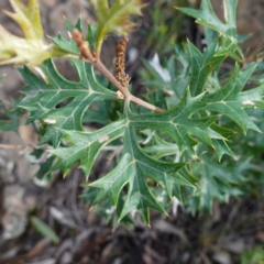 Grevillea ramosissima subsp. ramosissima (Fan Grevillea) at Conimbla National Park - 24 Jun 2024 by RobG1