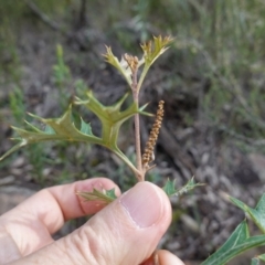 Grevillea ramosissima subsp. ramosissima at Conimbla National Park - suppressed