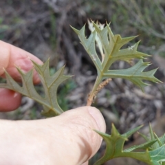 Grevillea ramosissima subsp. ramosissima at Conimbla National Park - suppressed