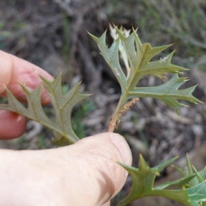 Grevillea ramosissima subsp. ramosissima at Conimbla National Park - 24 Jun 2024