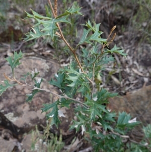 Grevillea ramosissima subsp. ramosissima at Conimbla National Park - suppressed