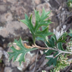 Grevillea ramosissima subsp. ramosissima at Conimbla National Park - suppressed