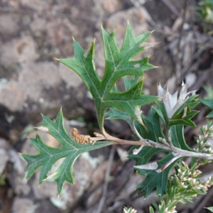 Grevillea ramosissima subsp. ramosissima at Conimbla National Park - 24 Jun 2024