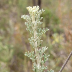 Actinotus helianthi at Cowra, NSW - 24 Jun 2024 by RobG1