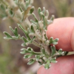 Actinotus helianthi at Conimbla National Park - suppressed