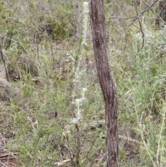 Actinotus helianthi at Conimbla National Park - suppressed