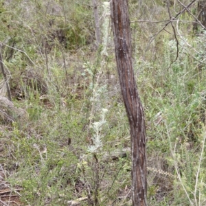 Actinotus helianthi at Conimbla National Park - suppressed