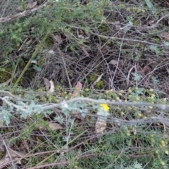 Actinotus helianthi at Conimbla National Park - suppressed