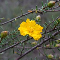 Hibbertia riparia (Erect Guinea-flower) at Conimbla National Park - 24 Jun 2024 by RobG1