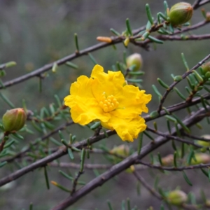 Hibbertia riparia at Conimbla National Park - suppressed