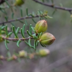 Hibbertia riparia at Conimbla National Park - suppressed