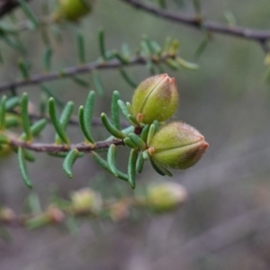 Hibbertia riparia at Conimbla National Park - suppressed