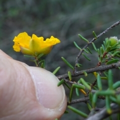 Hibbertia riparia at Conimbla National Park - suppressed