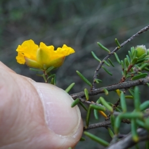 Hibbertia riparia at Conimbla National Park - suppressed