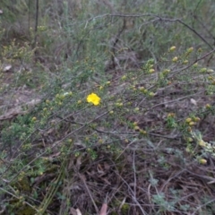 Hibbertia riparia at Conimbla National Park - suppressed