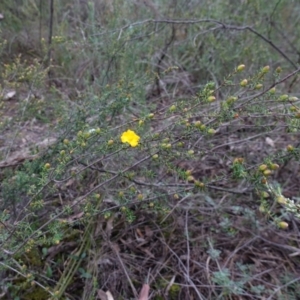 Hibbertia riparia at Conimbla National Park - 24 Jun 2024