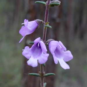 Prostanthera decussata at Conimbla National Park - suppressed