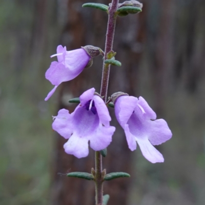 Prostanthera decussata (Dense Mint Bush) at Conimbla National Park - 24 Jun 2024 by RobG1