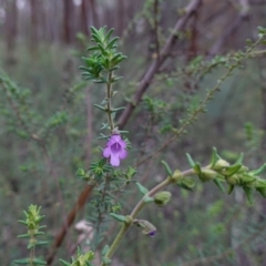 Prostanthera decussata at Conimbla National Park - suppressed