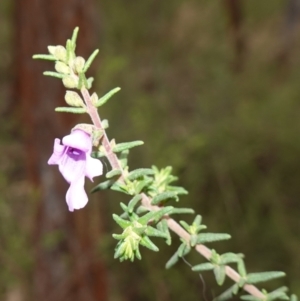 Prostanthera decussata at Conimbla National Park - suppressed