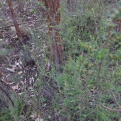 Prostanthera decussata at Conimbla National Park - suppressed