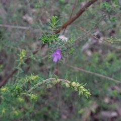 Prostanthera decussata at Conimbla National Park - suppressed