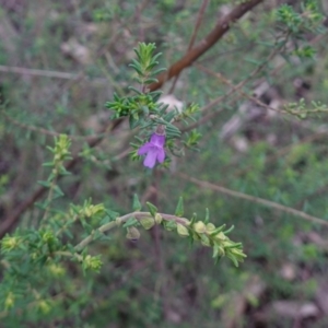 Prostanthera decussata at Conimbla National Park - suppressed