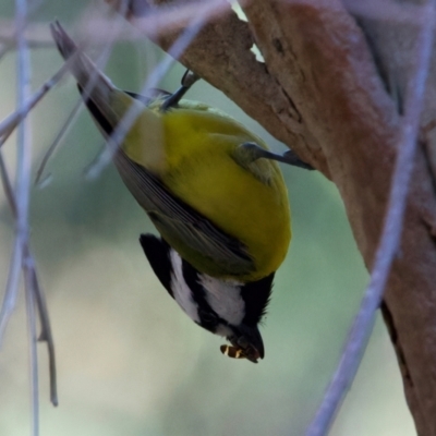 Falcunculus frontatus (Eastern Shrike-tit) at Chiltern, VIC - 21 Jun 2024 by jb2602