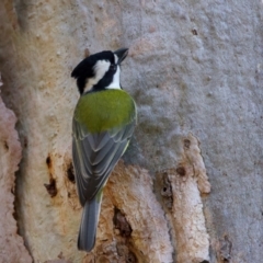 Falcunculus frontatus at Chiltern, VIC - 21 Jun 2024